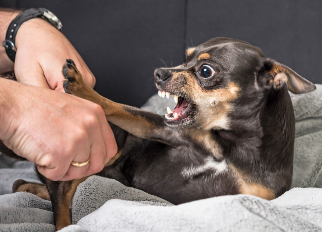 fresno dog bite attorney